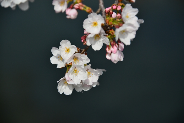 桜の花