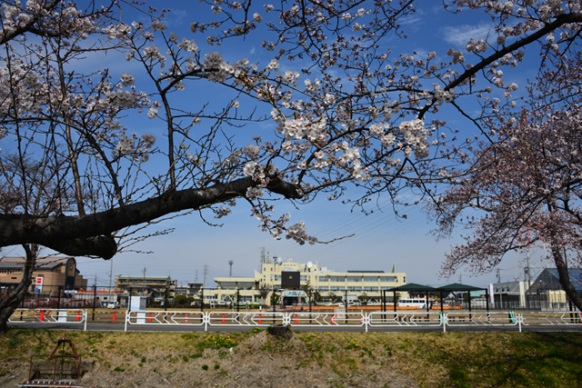 桜の花