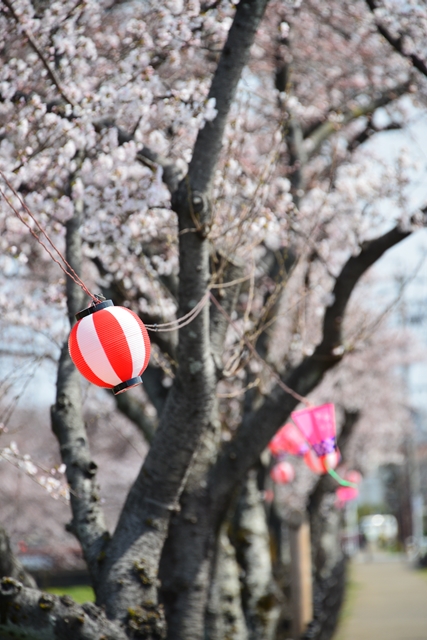 桜の花