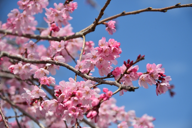 桜の花