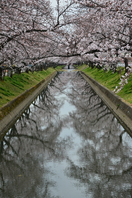 桜の花