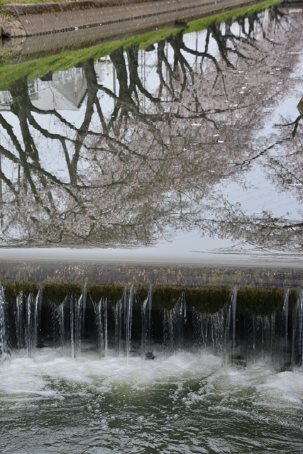 桜の花