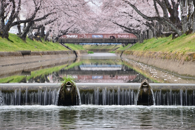 桜の花