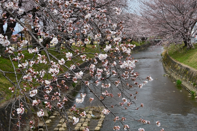 桜の花