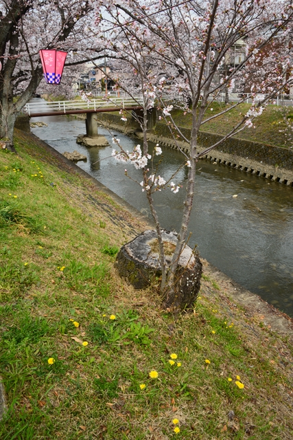 桜の花