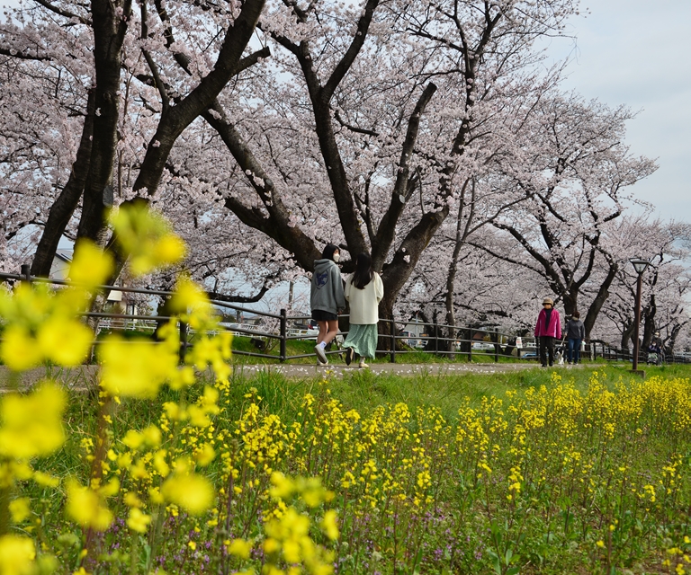 桜の花