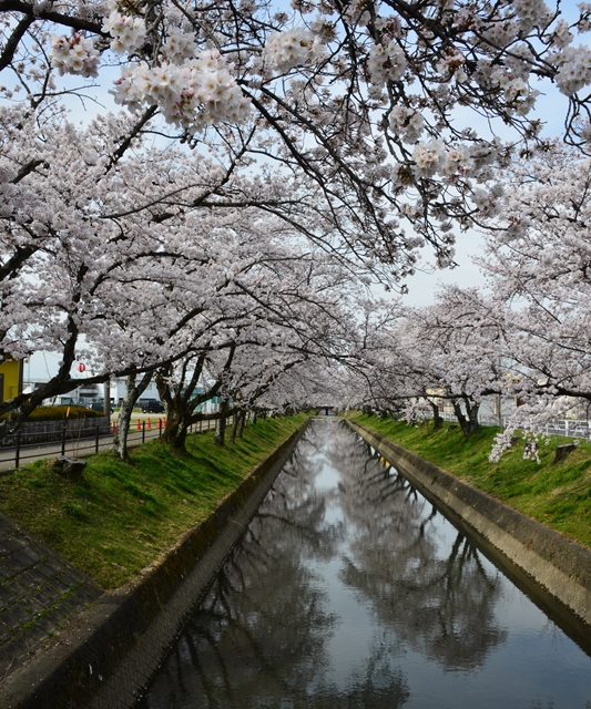 桜の花