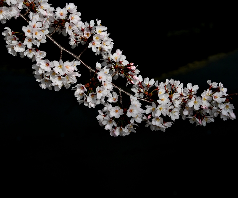 桜の花