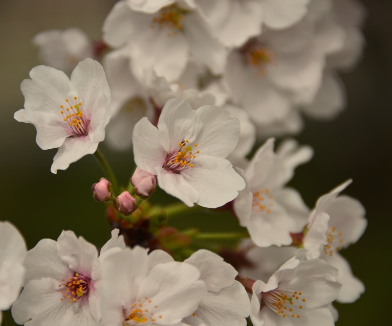 桜の花