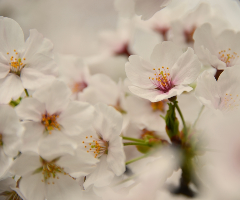 桜の花