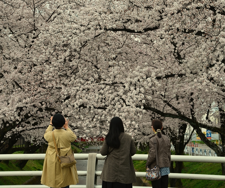 桜の花