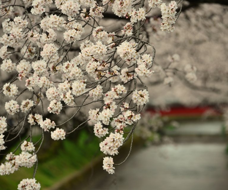 桜の花