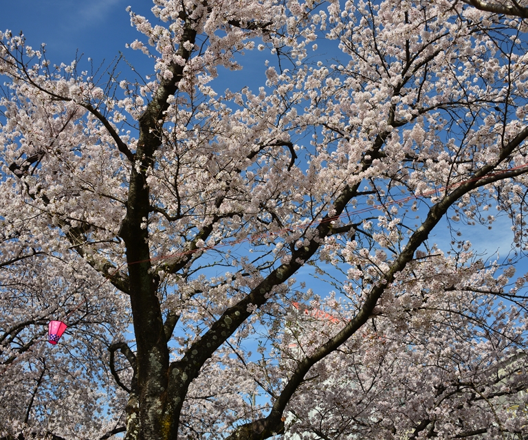 桜の花