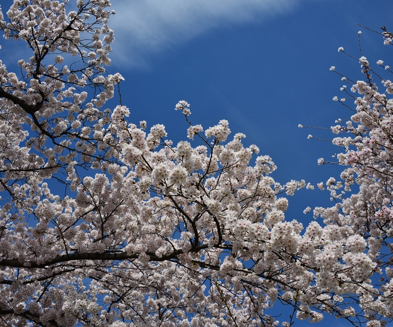 桜の花