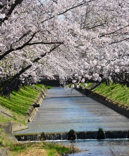 桜の花