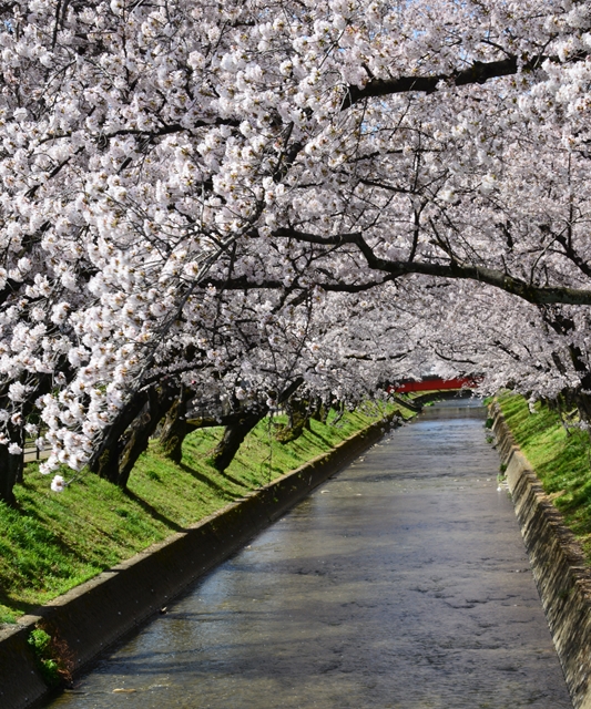 桜の花