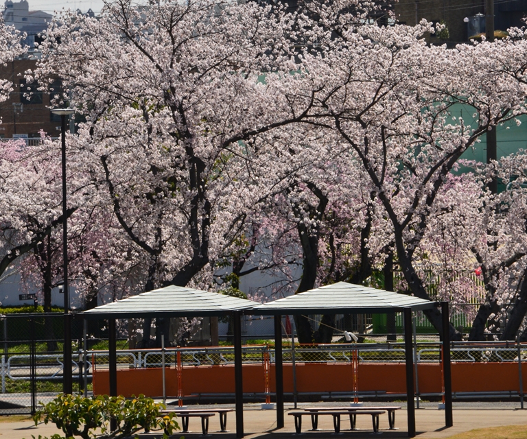 桜の花