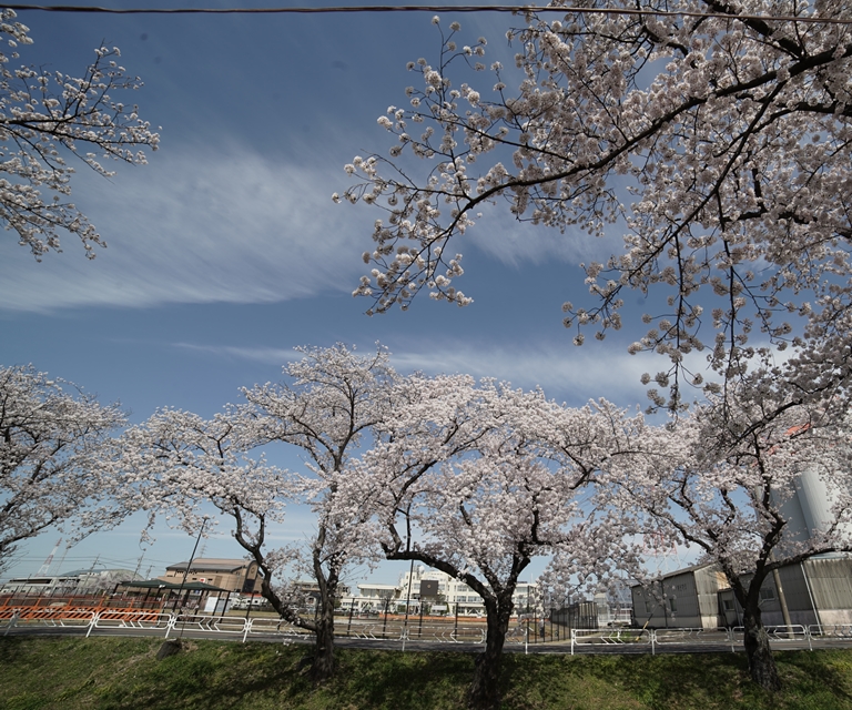 桜の花