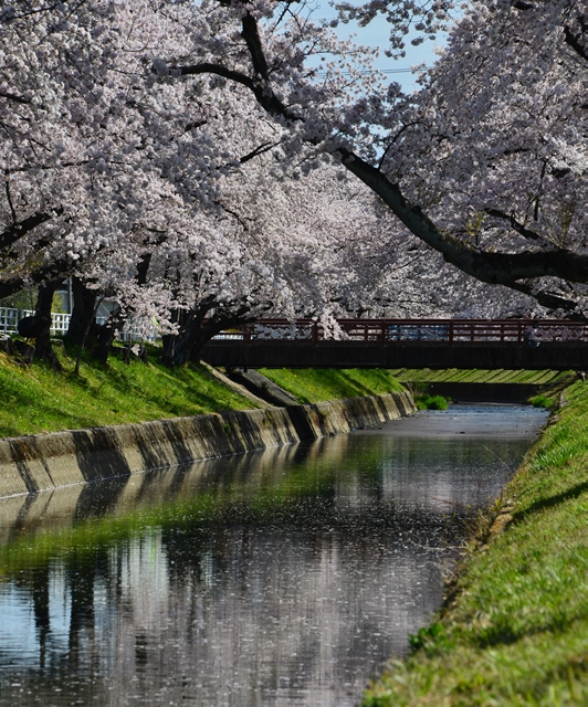 桜の花