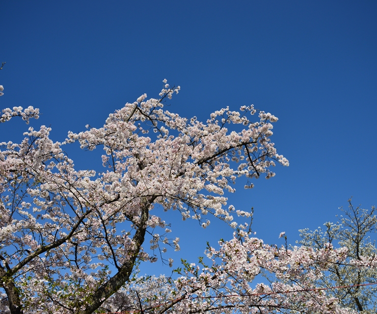 桜の花