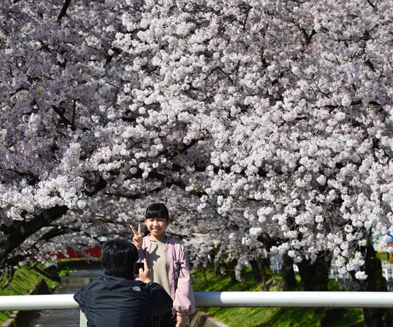 桜の花