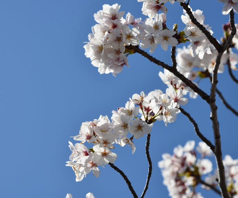 桜の花