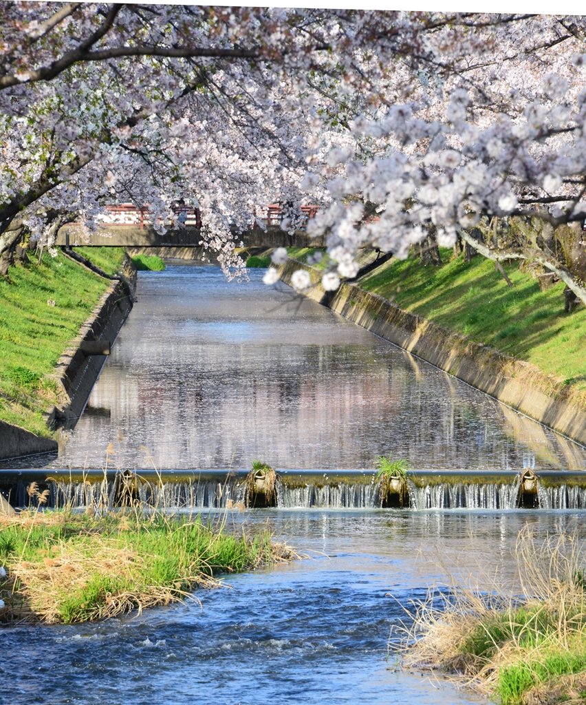 桜の花