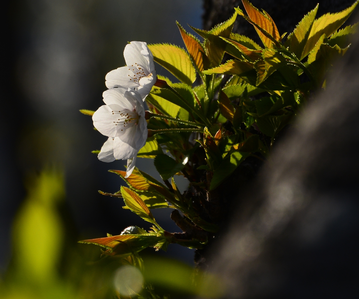 桜の花