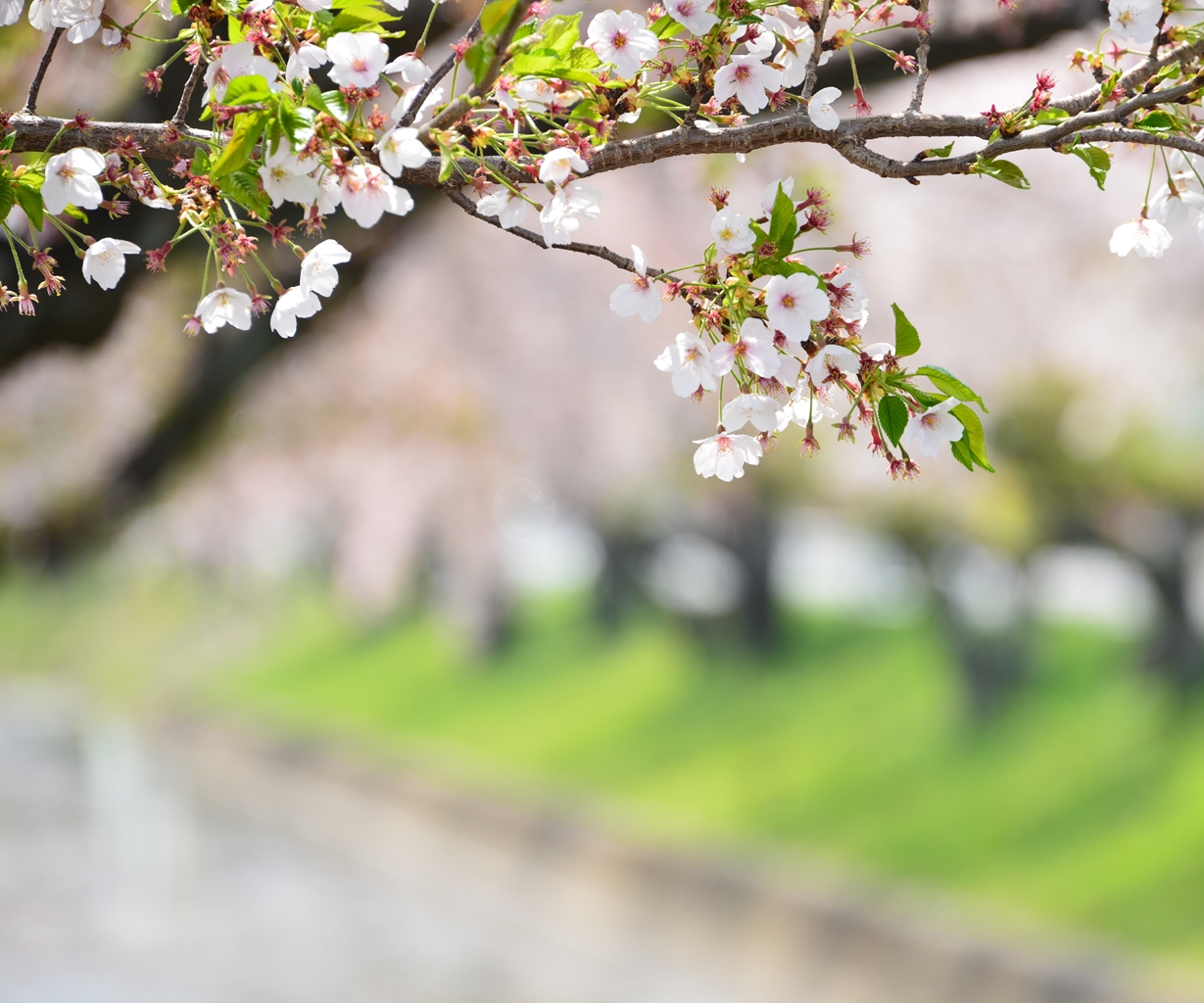 桜の花