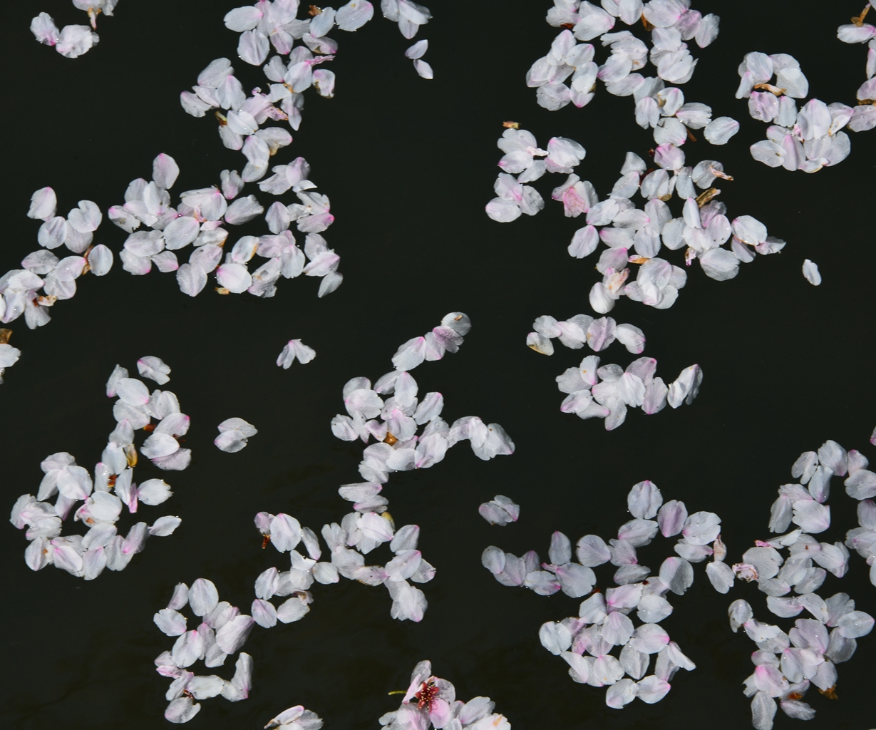 桜の花