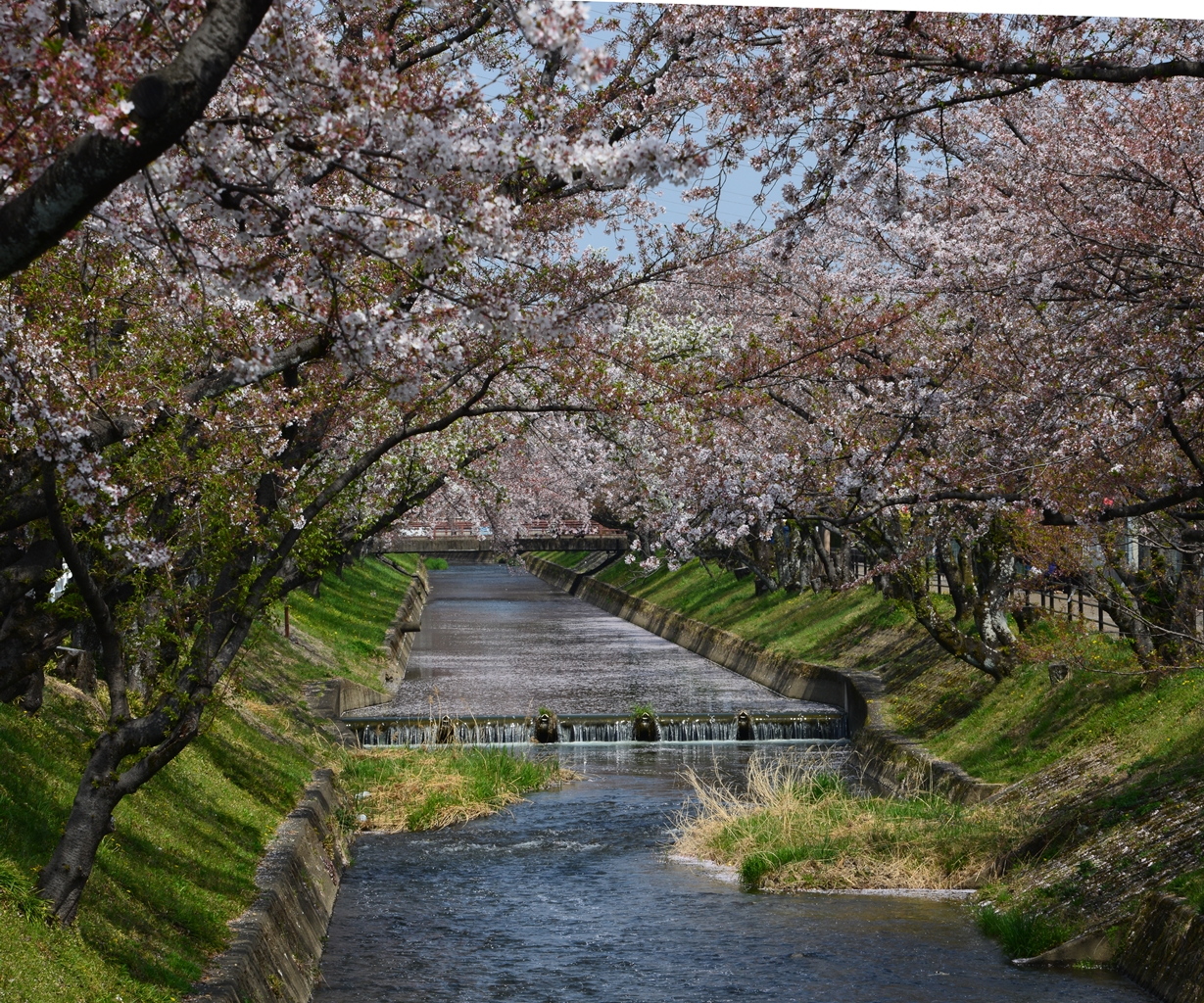 桜の花