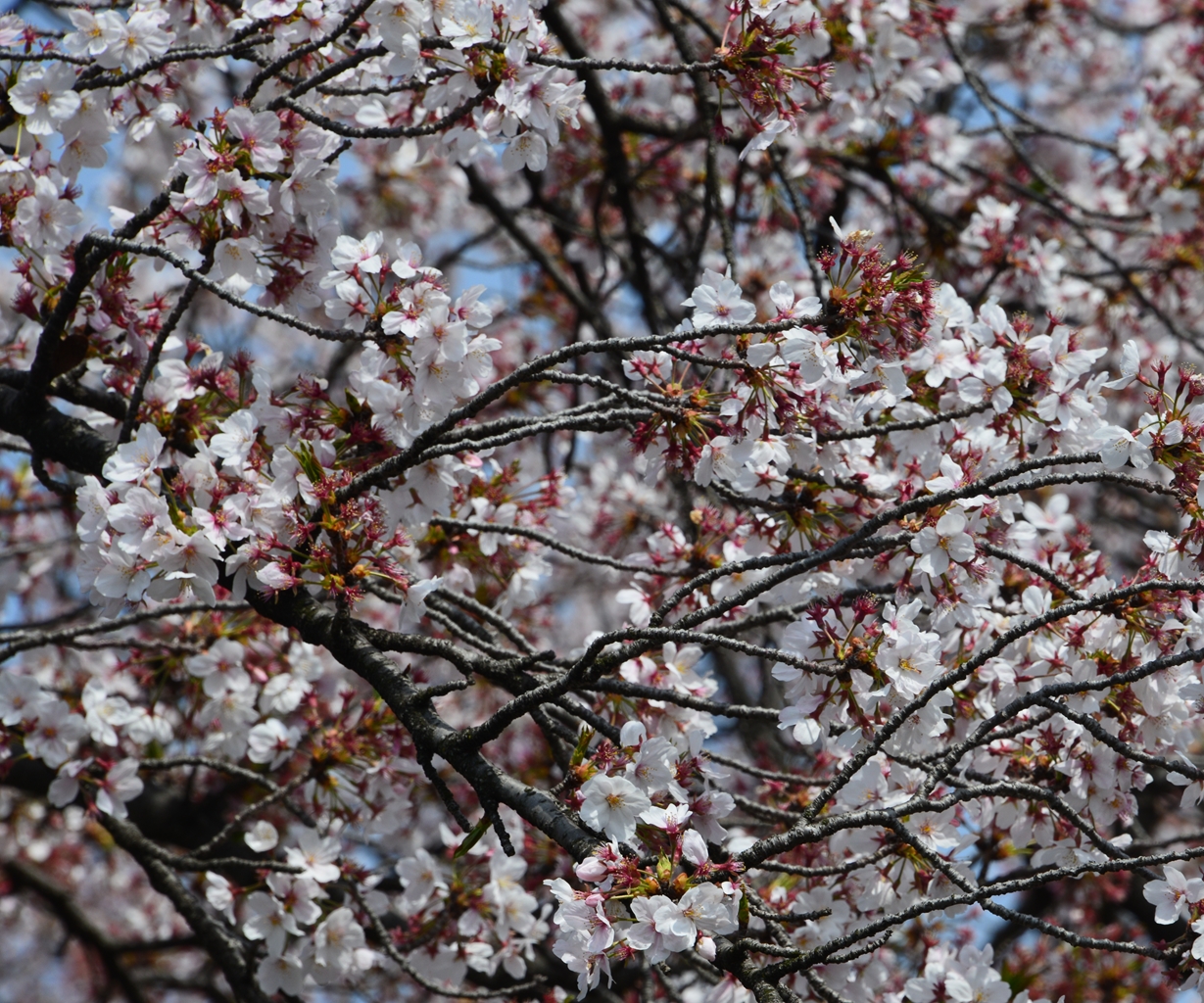 桜の花