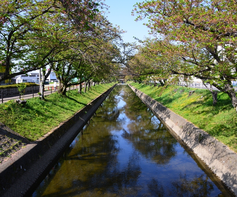 桜の花