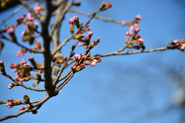 桜の花