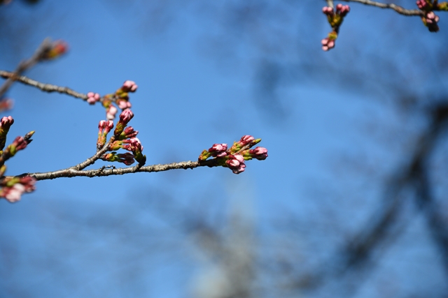 桜の花