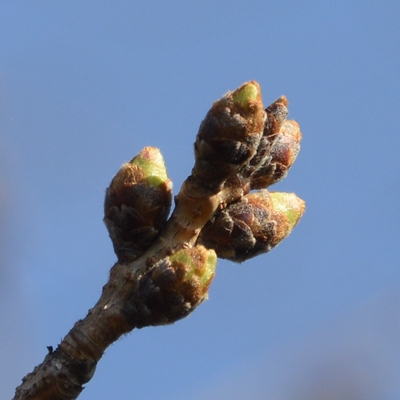 令和5年3月14日桜