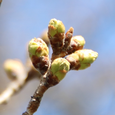 令和5年3月20日桜