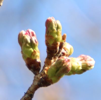 令和5年3月22日桜