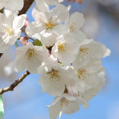 令和5年3月25日桜