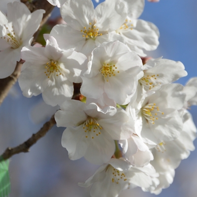 令和5年3月24日桜