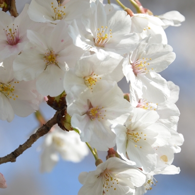 令和5年3月30日桜