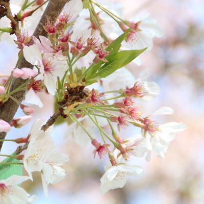 令和5年3月30日桜