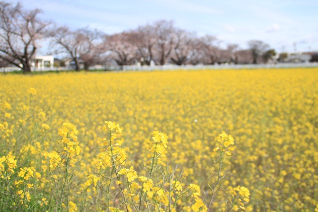 菜の花