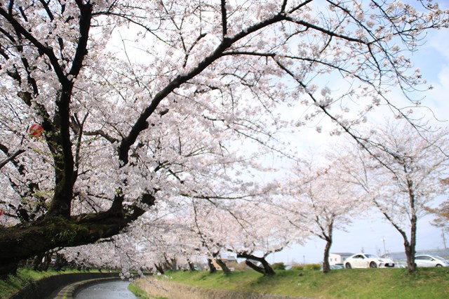 リバーサイド桜橋公園1