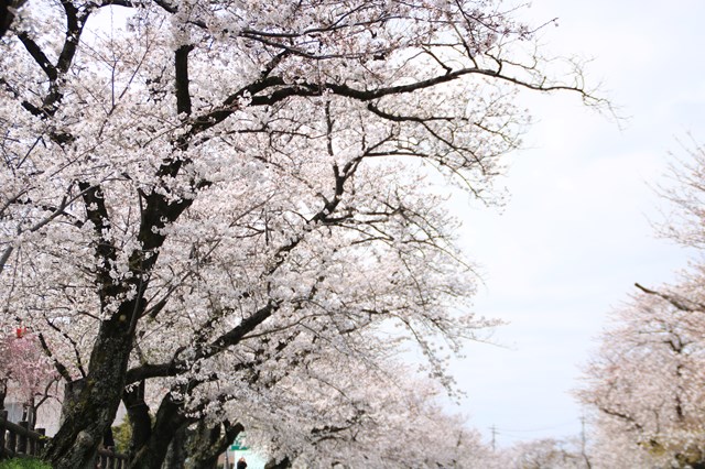 リバーサイド桜橋公園3