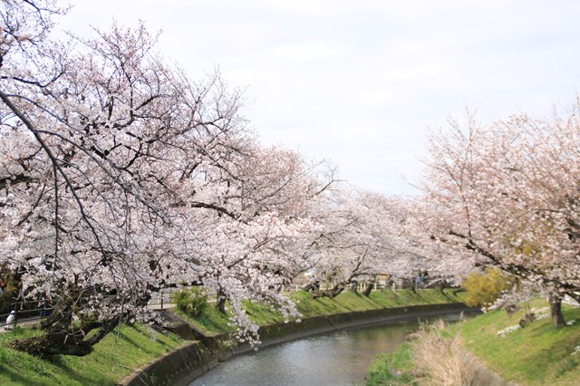 リバーサイド桜橋公園付近