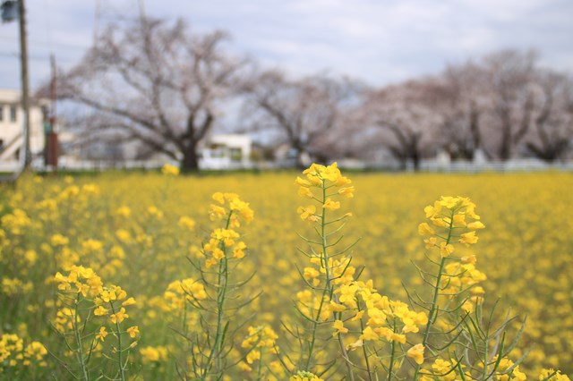 菜の花