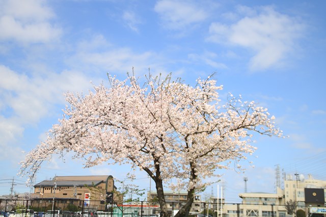 花見橋付近の木