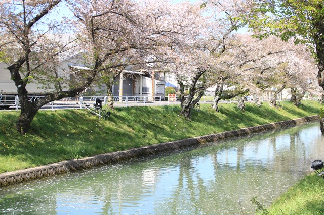 桜吹雪