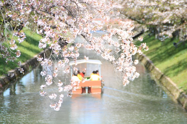 桜と遊覧船